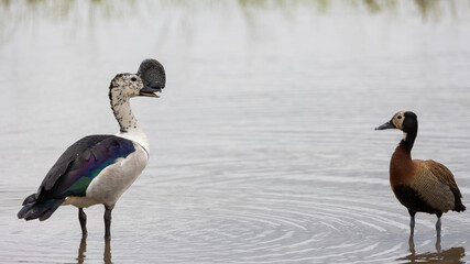 knob billed duck and a white-faced whistling duck