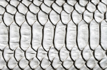 Beautiful white bright python skin, reptile skin texture, multicolored close-up as a background.