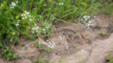 white wildflower in Kruger