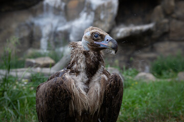 Griffon Vulture splashes water on the muzzle. Gyps fulvus. Big bird on a background of green grass.