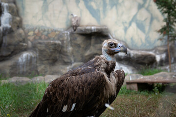 Griffon Vultures. Gyps fulvus. Big bird on a background of green grass. Portrait. Wildlife, Africa.