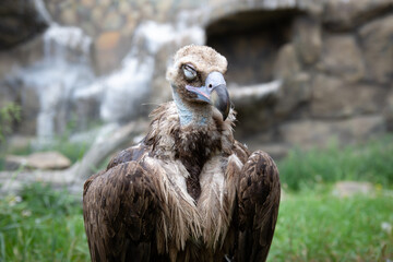 Griffon Vultures with closed eyes. Gyps fulvus. Big bird on a background of green grass. portrait. wildlife, africa.