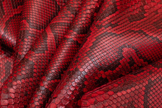 red spotted dyed folded natural genuine python leather on the wooden table	
