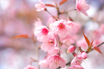 Wild Himalayan Cherry Blossoms in spring season, Prunus cerasoides, Pink Sakura Flower for background
