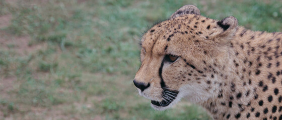 Cheetah on a background of greenery, close-up. Atmospheric shot of a cheetah. Africa, African animal.