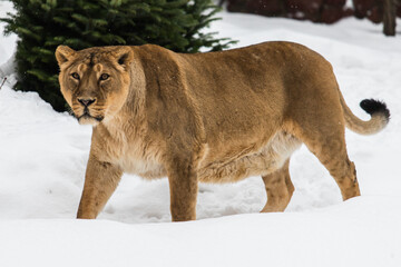 Asian lioness in the snow