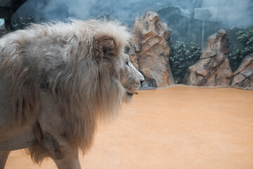 The lion walks on the ground against the background of stones. African animal. Leo shows tongue.