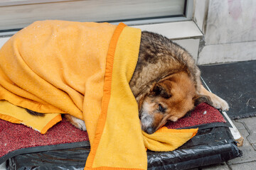 A homeless big dog wrapped by good people with a yellow blanket so as not to freeze to death in the winter, Sofia, Bulgaria.
