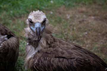 Griffon Vulture muzzle, close up. Gyps fulvus. Big bird on a background of green grass. Portrait. Wildlife, Africa. B W