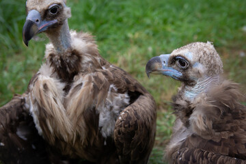 Two Griffon Vultures. Gyps fulvus. Big bird on a background of green grass. Portrait. Wildlife, Africa.