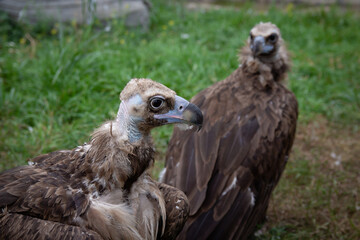 Two Griffon Vultures. Gyps fulvus. Big bird on a background of green grass. Portrait. Wildlife, Africa.