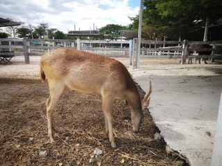 Deer reared in the zoo.