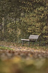 bench in the park