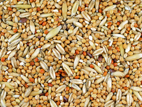 Feed for budgies and other small birds, a mixture of seeds containing mainly millet and oats
