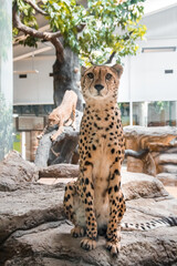 A cheetah sits on a stone against a background of wood. In the background, a cheetah is stretching. © Sarbinaz Mustafina