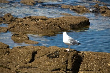 seagull on the rocks
