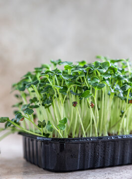 Daikon radish microgreen sprouts in black tray. Organic microgreen for healthy eating. Concept of vegan food. Growing at home.