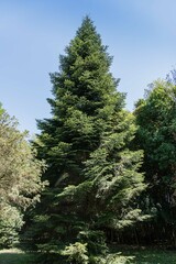 Spruce (Picea abies aurea) with new bright growth at ends of branches against blue spring sky. Adler arboretum "Southern Cultures". Selective focus. Nature concept for christmas design.