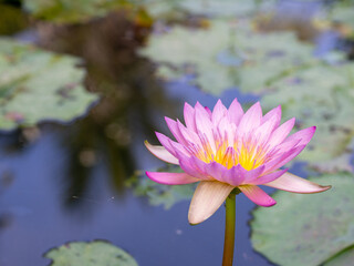 Lotus pond and leaf all color