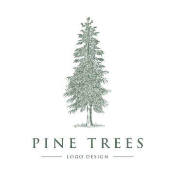 PINE TREE LOGO DESIGN VECTOR