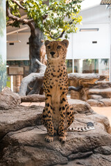 A cheetah sits on a stone against a background of wood. © Sarbinaz Mustafina
