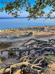 Large tree roots on the shore of the Gulf of Finland, St. Petersburg, Russia