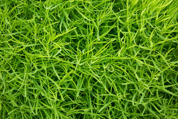 Grass green juicy and fresh texture as background