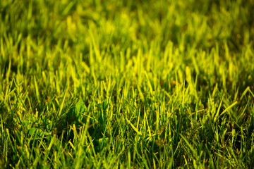 Grass green juicy and fresh texture as background