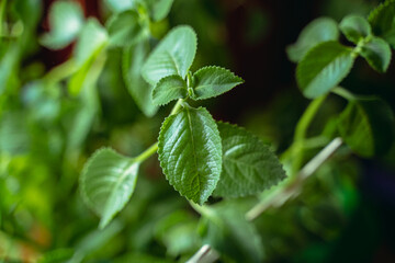 Fototapeta na wymiar Mint. The mint plant grows in a flowerpot.
