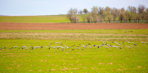 Cranes arrived in the south, the flock sits on the field