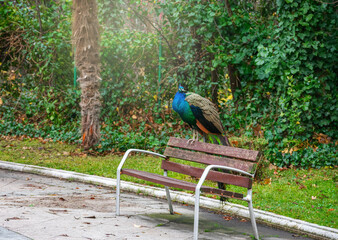 peacock leaning on a park bench