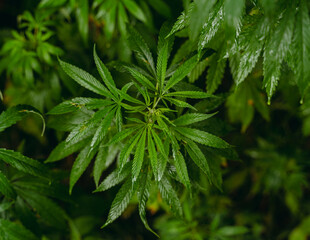 Cannabis Green cannabis bush. Close-up.
