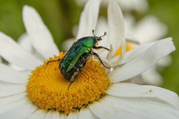Bug. A rhinoceros beetle crawls over a flower. Close-up.