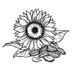 Sketch of sunflower and seeds. Hand drawn outline. Sunflower and seeds hand drawn vector collection. Black and white clipart. Hand-drawn vector. Set of Graphic sunflower and sunflower seeds.