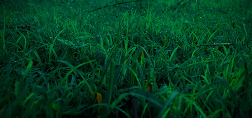green grass in the morning