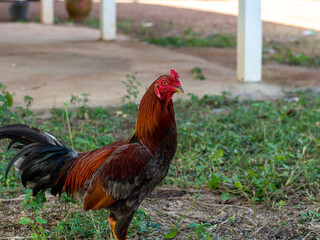 Cockfighting on a green field