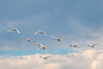 Schwäne fliegen in einer Formation über die Ostsee bei Fehmarn