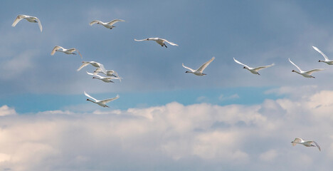 Schwäne fliegen in einer Formation über die Ostsee bei Fehmarn