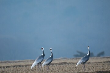 두루미가 있는 겨울풍경