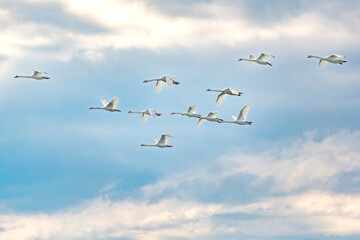 Schwäne fliegen in einer Formation über die Ostsee bei Fehmarn
