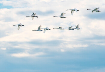 Schwäne fliegen in einer Formation über die Ostsee bei Fehmarn