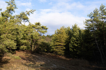 Fototapeta na wymiar Pine forest on a winter sunny day