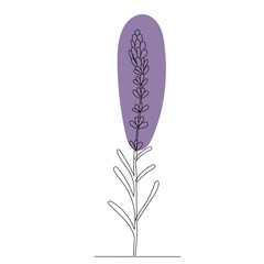 lavender line drawing, sketch, vector