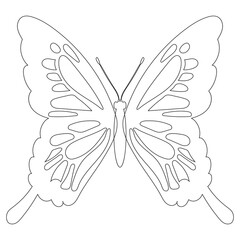 butterfly, contour sketch on white background, isolated
