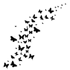 Obraz na płótnie Canvas flying butterflies, black silhouette, isolated