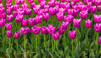 Obraz premium Blooming Tulips. Spring floral background. Field of bright beautiful tulips close-up. Pink and purple tulips at a flower festival in Holland. long banner