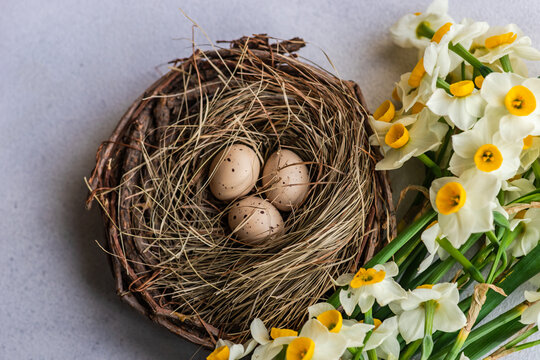 Narcissus flowers next to three eggs in a bird's nest