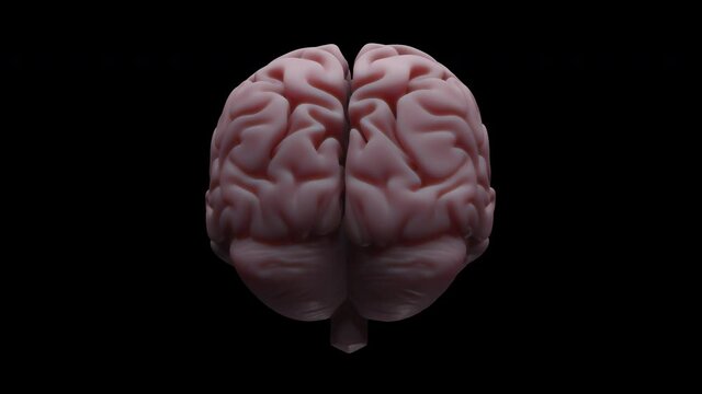 A rotating human brain with blue scan lines. 3D animation that loops perfectly.