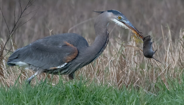 Great Blue Heron carrying a dead rat in its beak, British Columbia, Canada