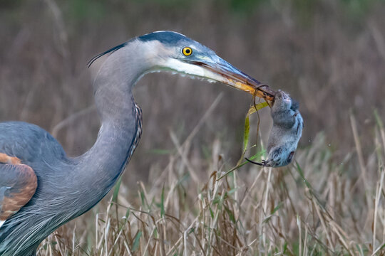 Great Blue Heron carrying a dead rat in its beak, British Columbia, Canada